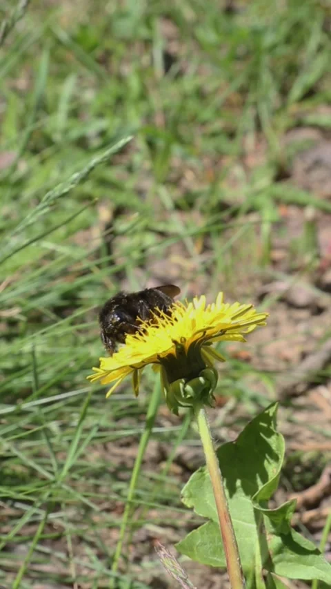 Bee pollinating bright yellow dandelion flower in spring meadow Stock Footage 311012363