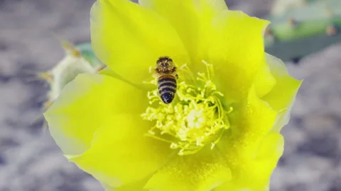 Bee Pollinating a Bright Yellow Prickly Pear Flower Stock Footage 339710851