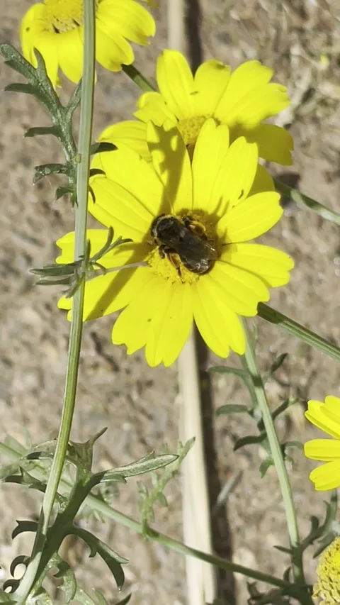 Bee Pollinating Bright Yellow Wildflowers in Natural Sunlight Close Up Vídeo Stock 334335032