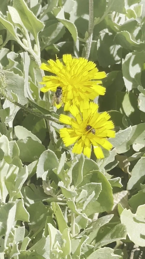 Bee Pollinating Bright Yellow Wildflowers In Natural Green Coastal Field Length Vídeo Stock 334871697