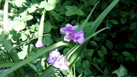 The Bee pollinating campanulas. Stock Footage 75949717