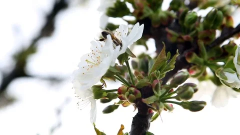 Bee pollinating cherry blossom Stock Footage 75766975