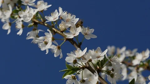 Bee pollinating cherry blossom. Stock Footage 107192471