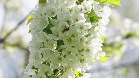 Bee Pollinating Cherry Blossoms on Tree Branch in Sunny Spring Garden Close-Up Stock Footage 336811207