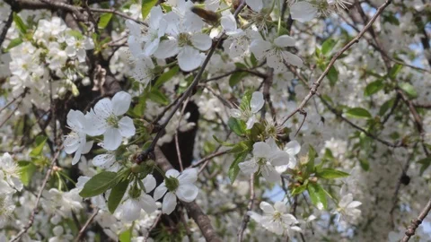 Bee pollinating cherry spring flowers Stock Footage 107150456
