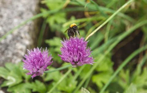 Bee pollinating chives flowers in spring Stock Photos