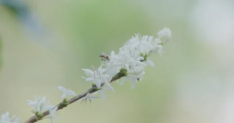 Bee Pollinating Coffee Flowers On Branch In Doi Pang Baong Chiang Rai Thail.. Stock Footage 340142675
