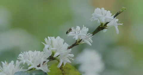 Bee Pollinating Coffee Flowers On A Branch Close Up Shot Stock Footage 340142769