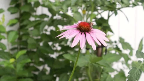 Bee pollinating cone flower in garden Stock Footage 169112277