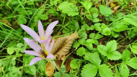 Bee Pollinating Crocus Sativus Saffron Flower Stock Footage 317682958