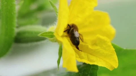 Bee pollinating cucumbers HD Stock Footage 30794155