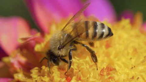 Bee pollinating dahlia macro 01 Stock Footage 53210889