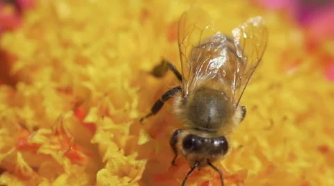 Bee pollinating dahlia macro 02 Stock Footage 53210911