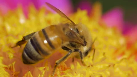 Bee pollinating dahlia macro 03 Stock Footage 53210923