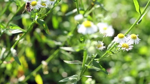Bee pollinating daisy flower Stock Footage 52511293