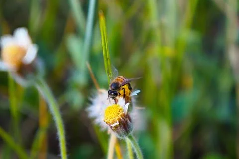 Bee pollinating daisy flower Stock Photos
