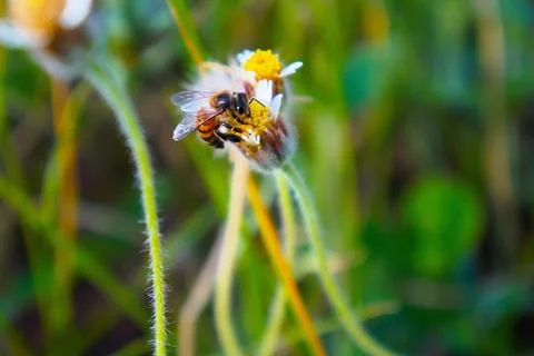 Bee pollinating daisy flower Stock Photos