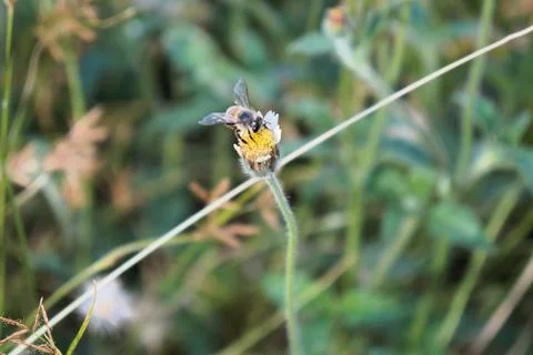 Bee pollinating daisy flower Stock Photos