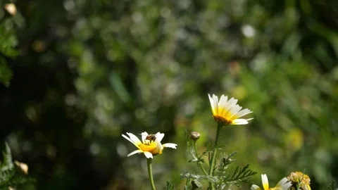 Bee Pollinating Daisy Flower In Wind - Telephoto Spring Nature Scene Stock Footage 330609121