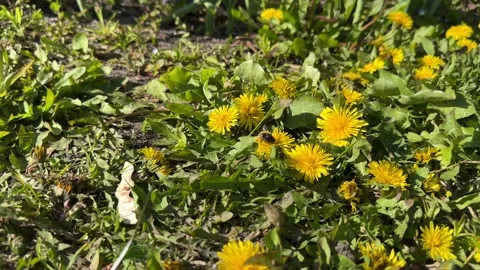 Bee Pollinating Dandelion Field — Spring Day Stock Footage 333917195