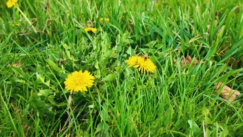 Bee Pollinating Dandelion Flower Close-Up View Video stock 306877187
