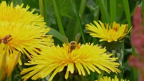 Bee is pollinating dandelion flowers. Stock Footage 155152190