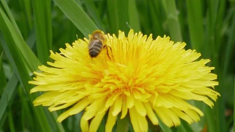 Bee is pollinating dandelion flowers. Stock Footage 155152248