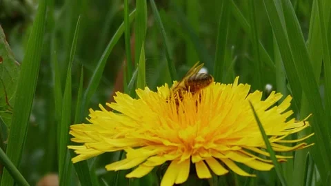 Bee is pollinating dandelion flowers. Stock Footage 155152378