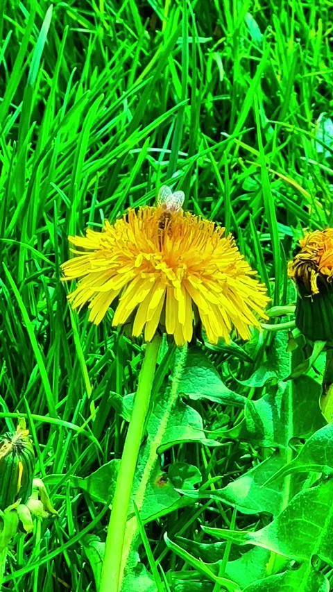 Bee Pollinating Dandelion – Macro Shot in Lush Green Gra Stock Footage 307440227