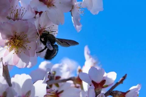 Bee pollinating delicate white blossoms against a clear blue sky Stock Photos