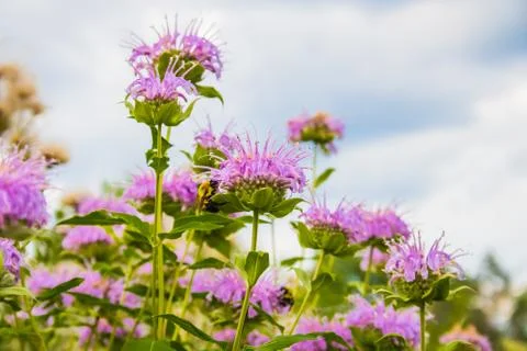 Bee Pollinating Desktop Background Stock Photos