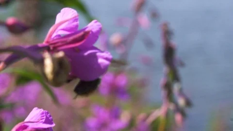 Bee pollinating fireweed flower Stock Footage 90229744