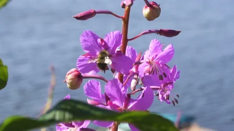 Bee pollinating fireweed flower Stock Footage 90230749