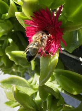 Bee Pollinating Flower 4 Stock Photos