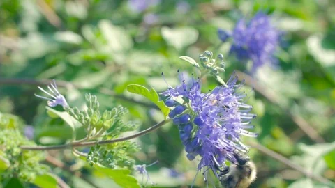 Bee pollinating flower 4K Stock Footage 80807948