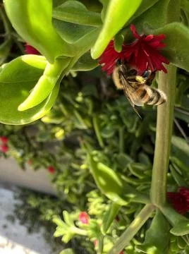 Bee Pollinating Flower 5 Stock Photos