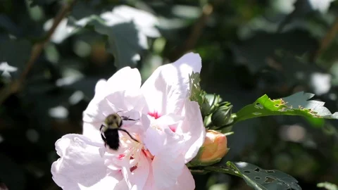 Bee pollinating Flower 60p 库存影片 117782346