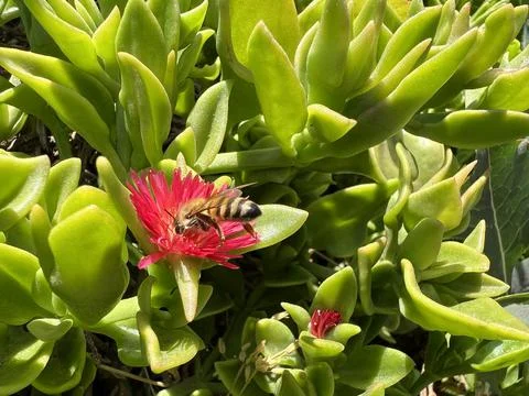 Bee Pollinating Flower 7 Stock Photos