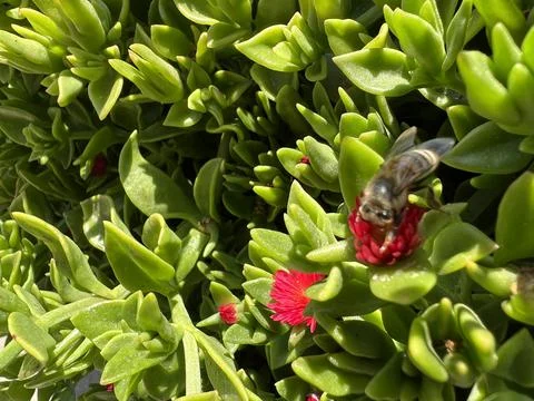 Bee Pollinating Flower 8 Stock Photos
