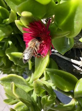 Bee Pollinating Flower 9 Stock Photos