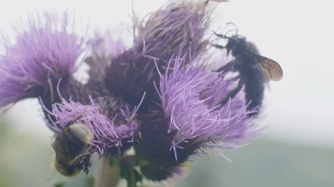 Bee pollinating flower and collect nectar on summer meadow close up Stock Footage 94130039