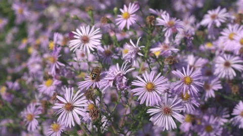 Bee pollinating flower and fly away Stock Footage 68072469