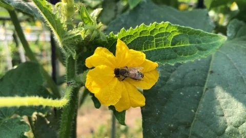 A bee pollinating on a flower and then flying away. Vidéo 94130834