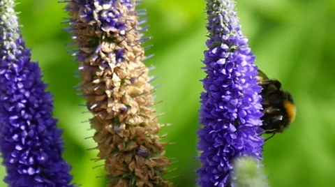 Bee pollinating flower, close up, slow motion Stock Footage 39330989