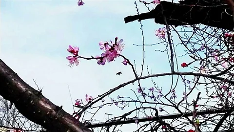 Bee pollinating flower of the dried apricots Stock Footage 74009674