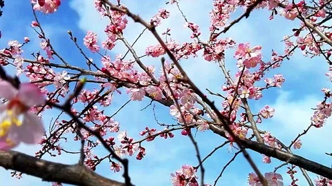 Bee pollinating flower of the dried apricots Stock Footage 74011429