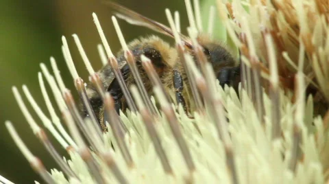 Bee pollinating flower Stock Footage 876570