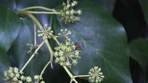 Bee pollinating a flower. Video stock 8929397