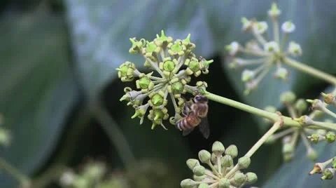 Bee pollinating a flower. Video stock 8929612