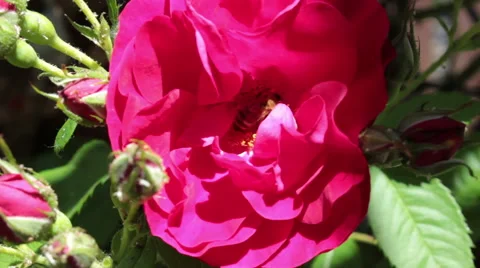 Bee pollinating flower Stock Footage 51083118